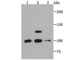 PSD93 Rabbit anti-Human, Mouse, Rat, Clone: JM41-04, Novus Biologicals